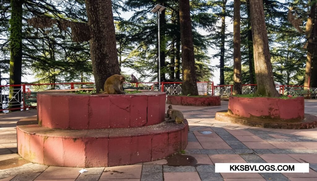 Monkey troop in jhakhu temple shimla