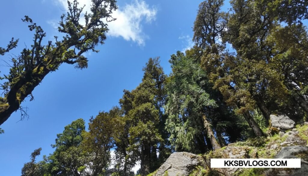 Dense Deodar & Oak Forests in Churdhar trek