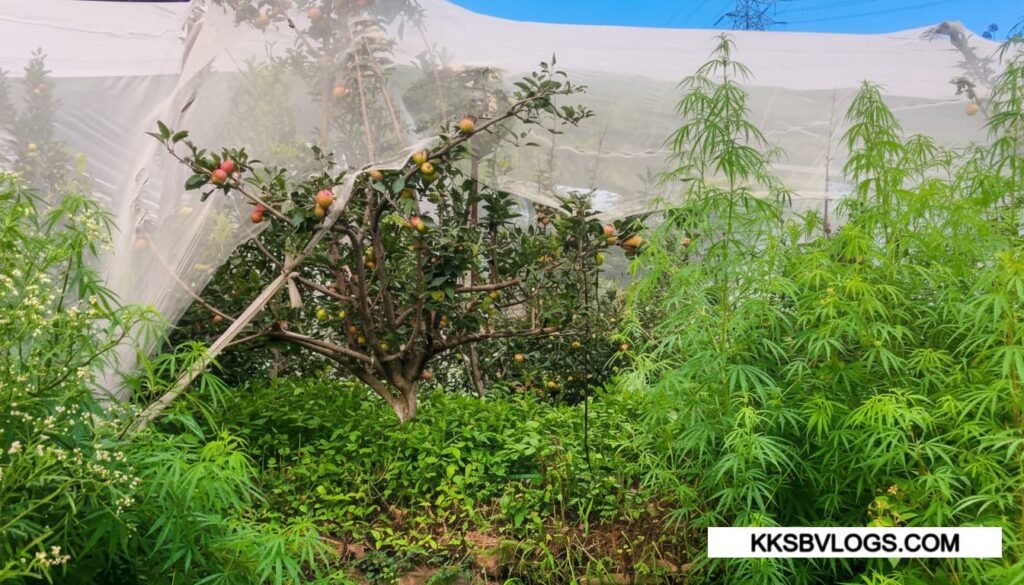 Orchard Legacy in Habban Valley