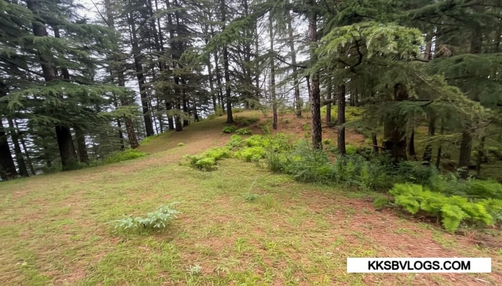 Natural Beauty & Forest Landscape In Habban Valley