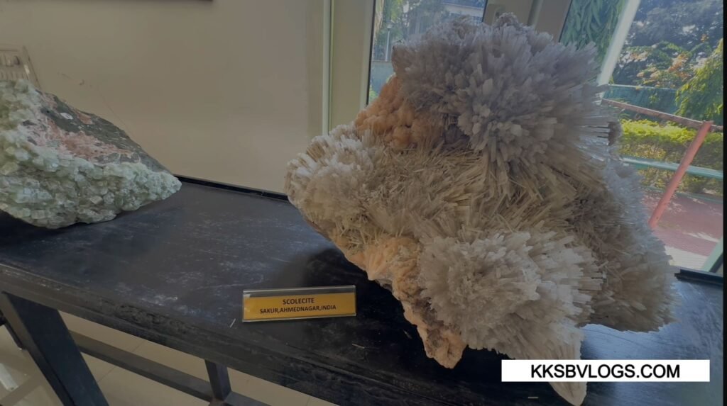 Scientific Treasure in Suketi Fossil Park