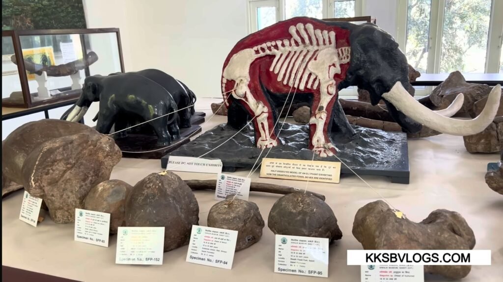 suketi Fossil Museum & Display Halls