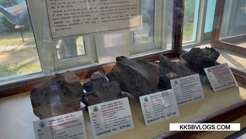 Geological & Paleontological Significance in Suketi Fossil Park