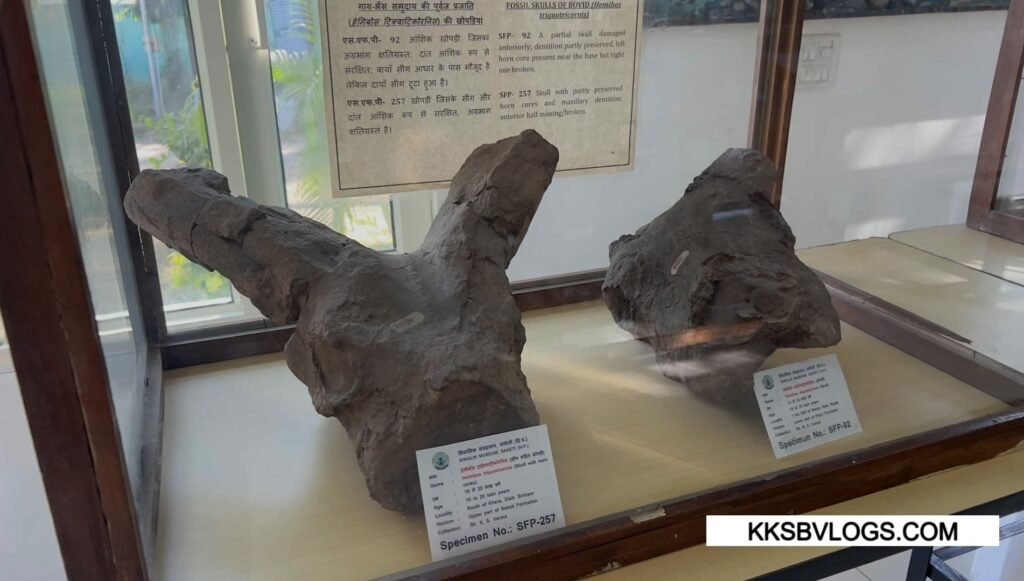 Geological & Paleontological Significance in Suketi Fossil Park