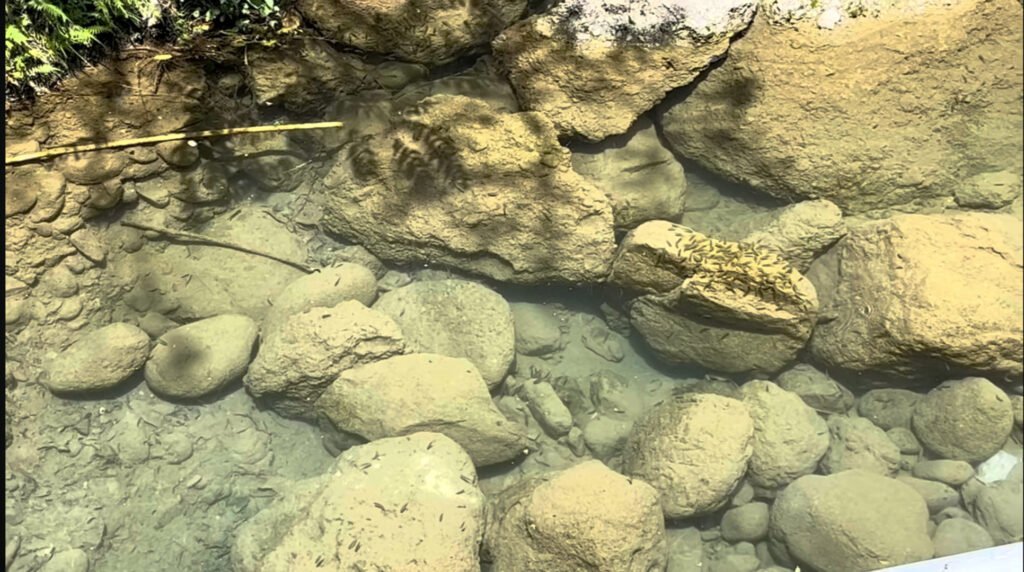 Crystal clear water in rukmani kund bilaspur
