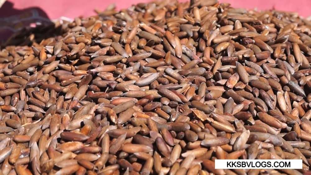 Chilgoza Pine in Himachal Pradesh: Kinnaur’s Expensive but Priceless Treasure of kinnaur