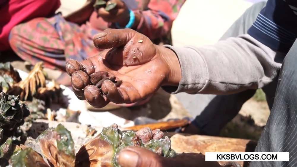 Chilgoza Gives us many Health Benefits which is grow in kinnaur