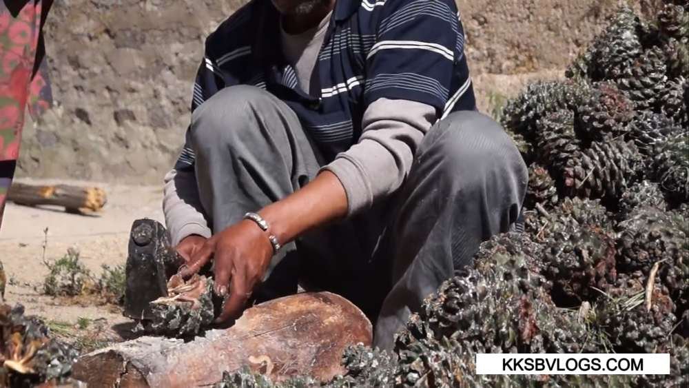 Chilgoza Harvesting in Kinnaur