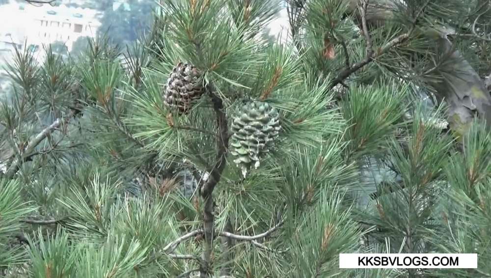 What is Chilgoza Pine? (Pinus gerardiana) in kinnaur
