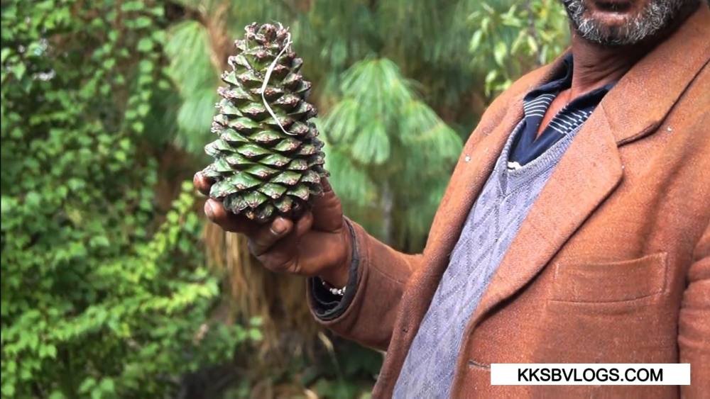 Chilgoza Pine in Himachal: Price, Benefits, Farming, Culture Importance & Complete Guide