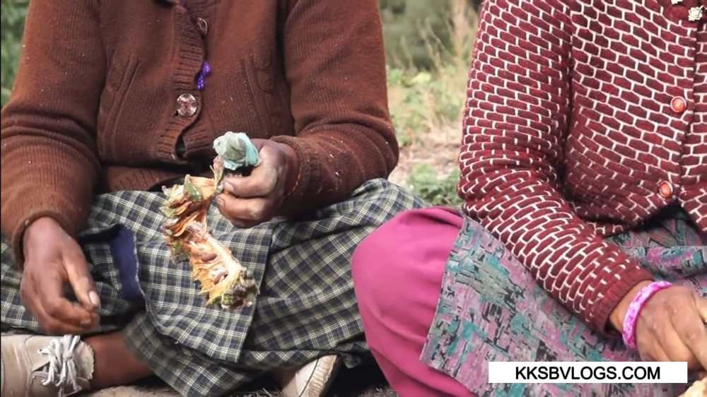 Many Importance of Chilgoza in Kinnaur’s Culture