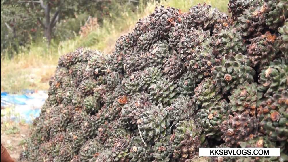 Where is Chilgoza Found? in kinnaur